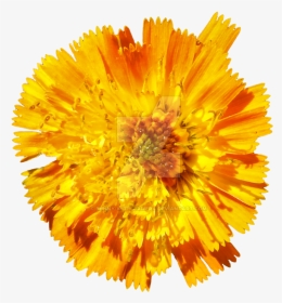 Orange Flower Png - Dandelion, Transparent Png, Transparent PNG