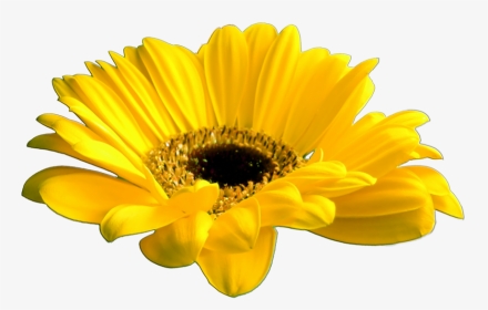 Beautiful Flowers Various Pictures - Yellow Floral Gif Png, Transparent Png, Transparent PNG
