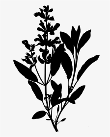 Clipart - Sage Botanical Illustration, HD Png Download, Transparent PNG