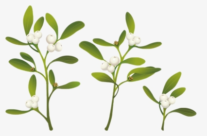 Real Mistletoe Png Clipart - Plant Real Mistletoe, Transparent Png, Transparent PNG