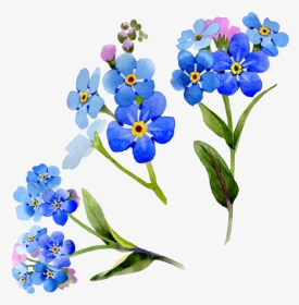 Wildflower Vector Watercolor - Myosotis Watercolors, HD Png Download, Transparent PNG