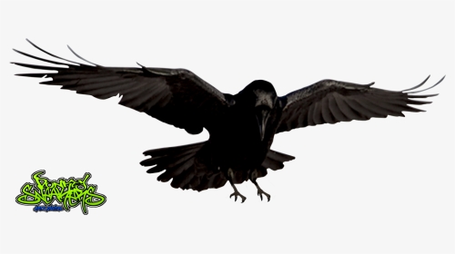 Raven Bird Png - Radiation Effects On Birds, Transparent Png, Transparent PNG