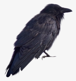 Crow Png Transparent - Crow Images For Photoshop, Png Download, Transparent PNG