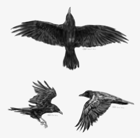 Common Raven Flight Tattoo Idea Little Crow - Crow Tattoo Designs, HD Png Download, Transparent PNG
