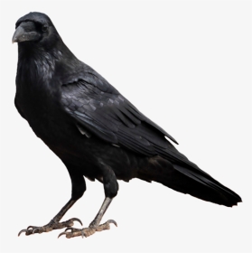 Crow Png High-quality Image - Transparent Background Raven Png, Png Download, Transparent PNG