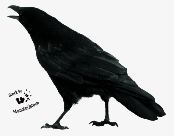 Crow Free Download Png - Crow Cut Out, Transparent Png, Transparent PNG