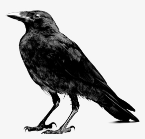 Crow Black And White, HD Png Download, Transparent PNG