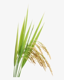 Rice Plant Png - Transparent Paddy Crop Png, Png Download, Transparent PNG