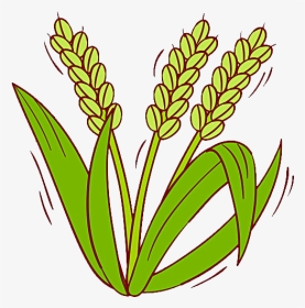 Rice Clipart Rice Grass - Rice Plant Clip Art, HD Png Download, Transparent PNG