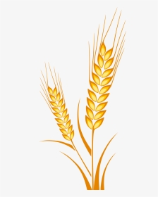 Vector Free Crops Drawing Cereal Grain - Espiga De Trigo Dibujo, HD Png Download, Transparent PNG