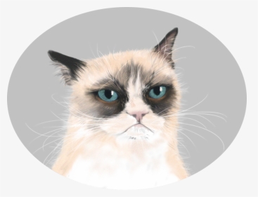 Background Grumpy Cat Png, Transparent Png, Transparent PNG