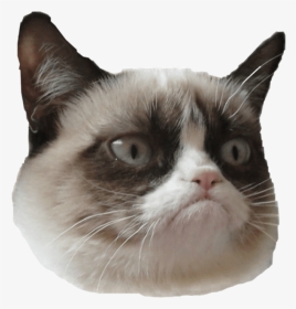 Grumpy Cat Is Grumpy 😂 - Grumpy Cat And Stan Lee, HD Png Download, Transparent PNG