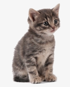 Kittens Transparent Fluffy - Szary Kotek W Prążki Mały, HD Png Download, Transparent PNG