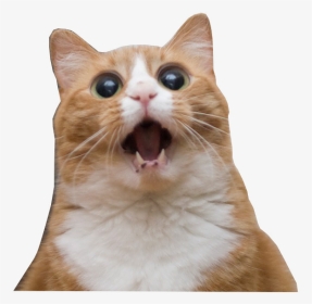 Imgur - Amazed Cat, HD Png Download, Transparent PNG