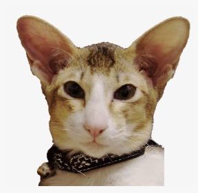 Cats Face Png - Asian, Transparent Png, Transparent PNG