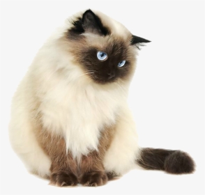 I Fucking Hate This Website Here’s A Transparent Cat - Himalayan Cat Png, Png Download, Transparent PNG