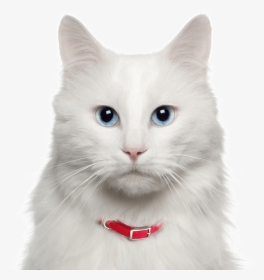 Angora Cat, HD Png Download, Transparent PNG