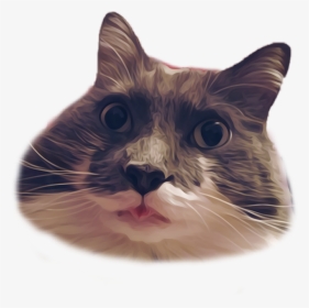 #derp #fat #chubby #cat #kitty #sticker #floof #fluffy - Cat Grabs Treat, HD Png Download, Transparent PNG