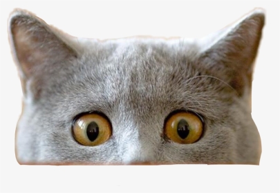 #cat #funnycat #peeking #peekaboo #freetoedit - Cat Peeking Over Png, Transparent Png, Transparent PNG