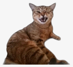 #cat #wink #cute #funny #kitty #meme #catsticker #cats - Cat Yawns, HD Png Download, Transparent PNG