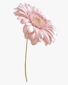 Flower, HD Png Download, Transparent PNG