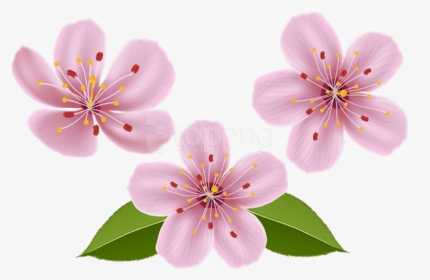 Free Png Download Spring Flowers Png Images Background - Clip Art Transparent Spring Flowers, Png Download, Transparent PNG