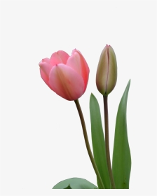 Tulip Png Image - Tulip Bud Png, Transparent Png, Transparent PNG