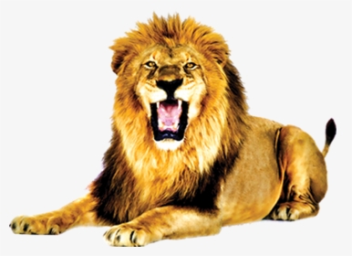 Lion With Open Mouth, HD Png Download, Transparent PNG