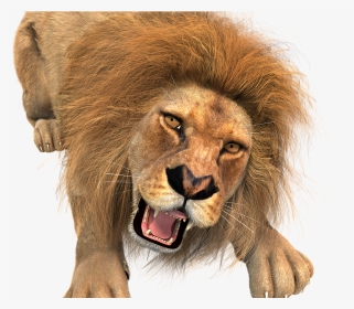Animal, Lion, Male, King Of The Beasts, Big Cat, Wild - Lion Hunting Transparent Background, HD Png Download, Transparent PNG