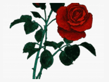 Red Rose Clipart Pro Life - Rose, HD Png Download, Transparent PNG
