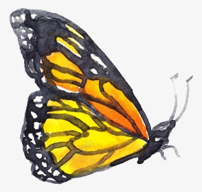 Coral Butterfly Png - Watercolor Insects Png, Transparent Png, Transparent PNG