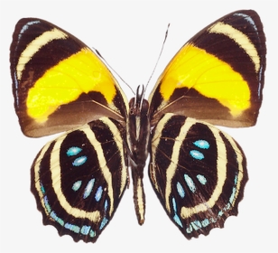Butterfly Real Clipart, HD Png Download, Transparent PNG