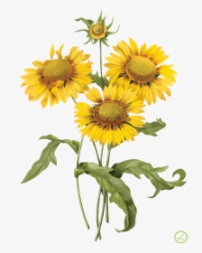 Vintage Yellow Flower Tile , Png Download - Sunflower Vintage Illustration, Transparent Png, Transparent PNG
