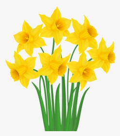 Yellow Png Transparent Clip - Transparent Background Daffodils Clipart, Png Download, Transparent PNG