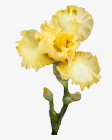 Iris Flower Png - Iris Flower Png Transparent, Png Download, Transparent PNG