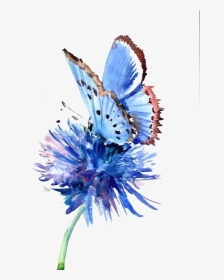 Cornflower Drawing Blue - Watercolor Butterfly Drawing, HD Png Download, Transparent PNG