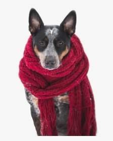 scarves for pets