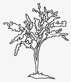Leaf Drawing Redbud And State Tree Of Oklahoma - State Tree For Oklahoma, HD Png Download, Transparent PNG