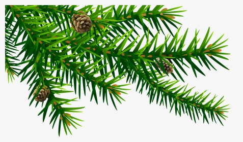 Spruce Branch Png - Pine Branch Clip Art, Transparent Png, Transparent PNG