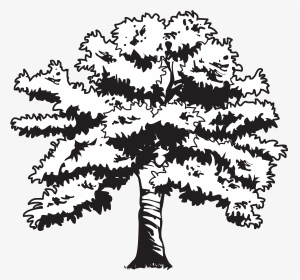 Clip Black And White Library Oak At Getdrawings Com - Oak Tree Drawing Transparent, HD Png Download, Transparent PNG