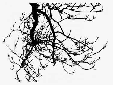 Tree Branches Transparent Background, HD Png Download, Transparent PNG