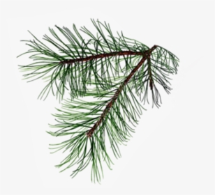 Pine Needles Branch Drawing, HD Png Download, Transparent PNG