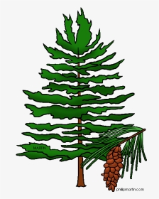 Clipart Pine Tree Png Freeuse Black And White Pine - Pine Tree Clipart, Transparent Png, Transparent PNG