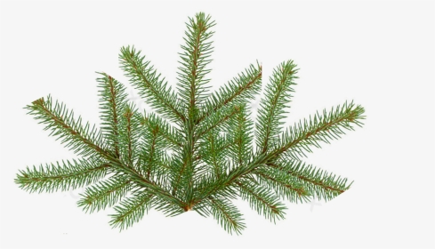 Pine Tree Texture Png - Fir Tree Leaf Png, Transparent Png, Transparent PNG