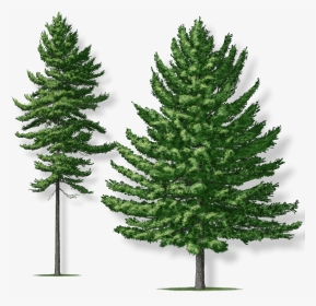 Transparent Evergreen Branch Png - Christmas Tree, Png Download, Transparent PNG