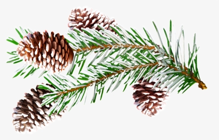 Pine Branches Watercolor Png Vector - Christmas Presentation Png, Transparent Png, Transparent PNG