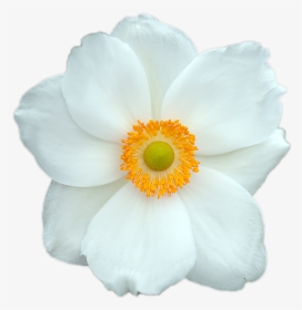 Very Beautiful White Flowers, HD Png Download, Transparent PNG