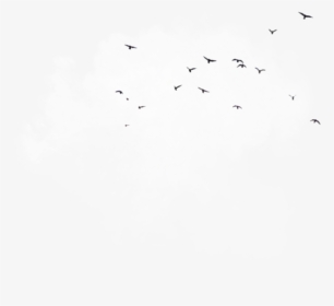 #birds #clouds #background #overlay #aesthetic #icon - Darkness, HD Png Download, Transparent PNG
