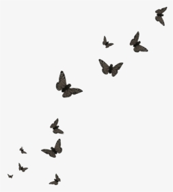 #butterfly #black #butterflies - Flying Butterflies Transparent Background, HD Png Download, Transparent PNG