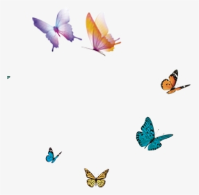 Transparent Moth Flying - Butterfly In Flight Png, Png Download, Transparent PNG